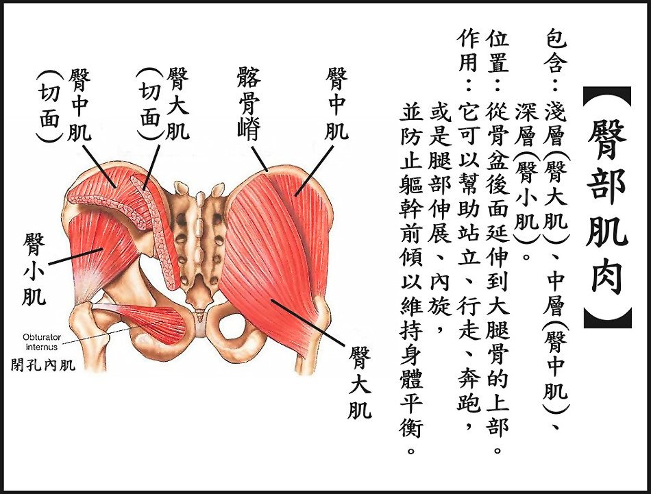 ●臀部肌肉.jpg