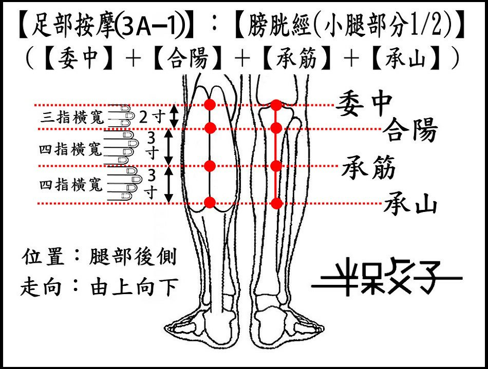 足部(3A-1)(小腿-1).jpg