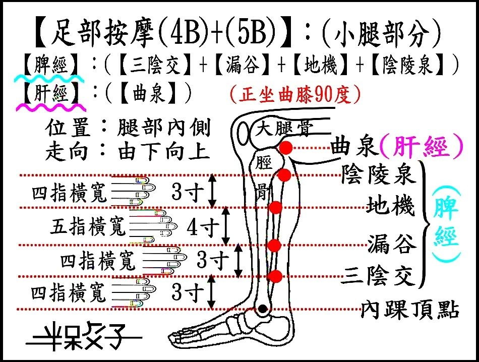 脾、肝經(4B+5B)(小腿).jpg