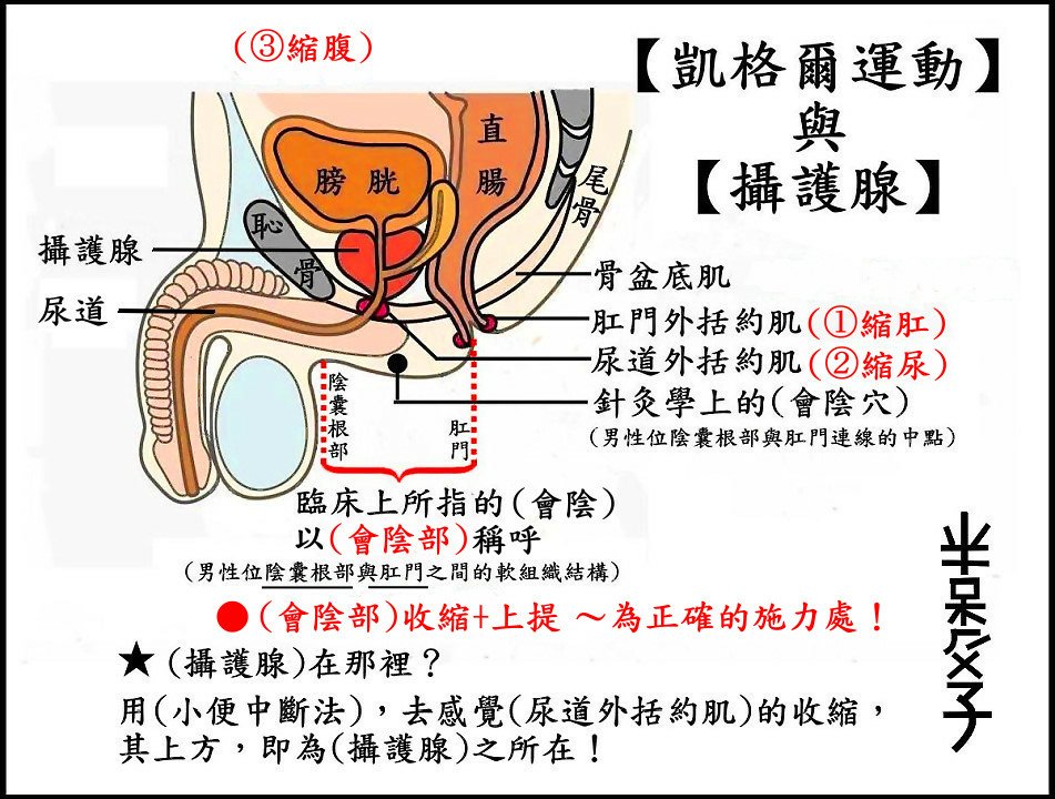 ●●凱格爾+攝護腺.jpg