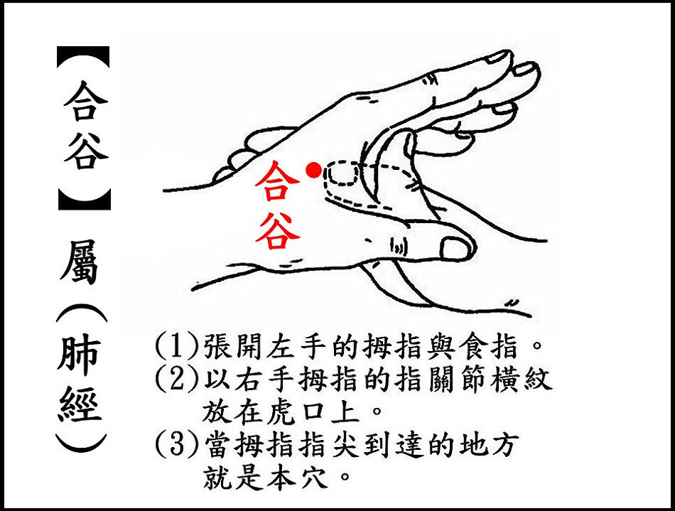 ●2合谷(大腸經)(拇指側).jpg