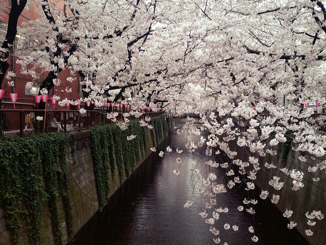 東京賞櫻00021.jpg - 東京賞櫻