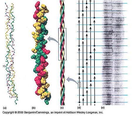 collagenstructure.jpg