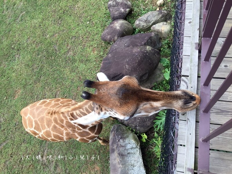 [帶小兒子去新竹] 六福莊住宿選房間餵狐猴好好玩