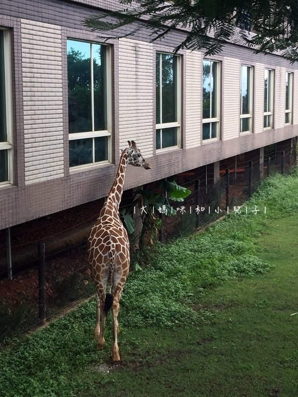 [帶小兒子去新竹] 六福莊住宿選房間餵狐猴好好玩