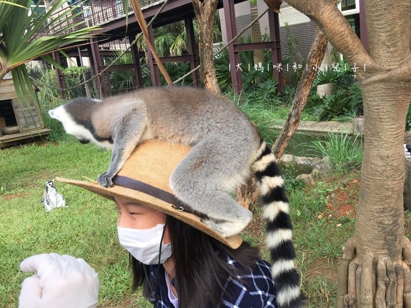 [帶小兒子去新竹] 六福莊住宿選房間餵狐猴好好玩