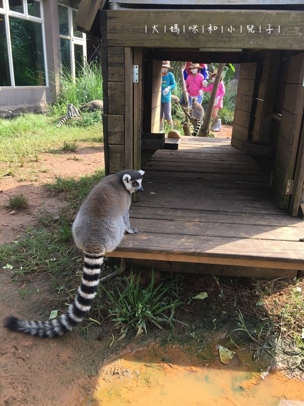 [帶小兒子去新竹] 六福莊住宿選房間餵狐猴好好玩