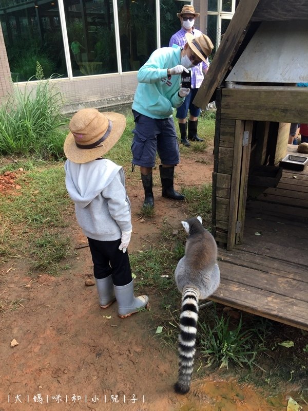 [帶小兒子去新竹] 六福莊住宿選房間餵狐猴好好玩