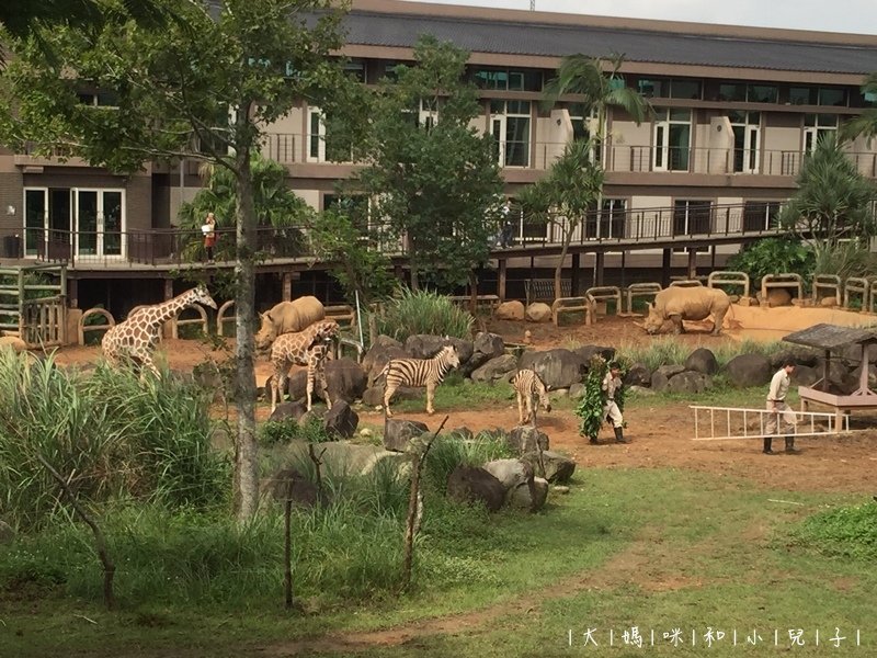 [帶小兒子去新竹] 六福莊住宿選房間餵狐猴好好玩