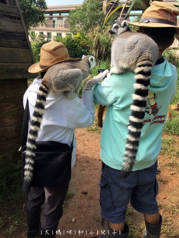 [帶小兒子去新竹] 六福莊住宿選房間餵狐猴好好玩