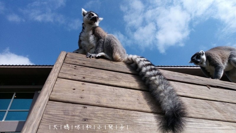 [帶小兒子去新竹] 六福莊住宿選房間餵狐猴好好玩