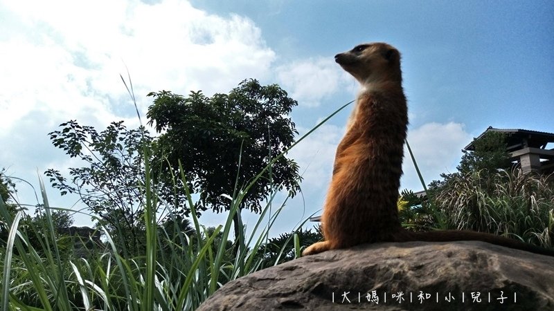 [帶小兒子去新竹] 六福莊住宿選房間餵狐猴好好玩