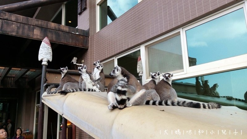 [帶小兒子去新竹] 六福莊住宿選房間餵狐猴好好玩