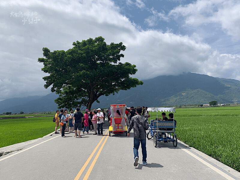 [帶小兒子騎台東] 激推池上環鄉自行車道金城武樹