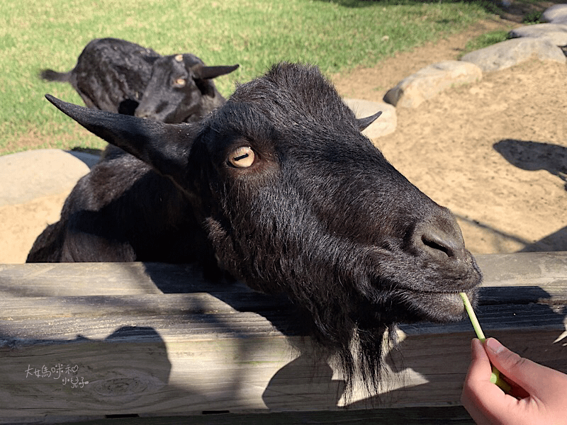 [帶小兒子去苗栗] 越餵越療癒的飛牛牧場