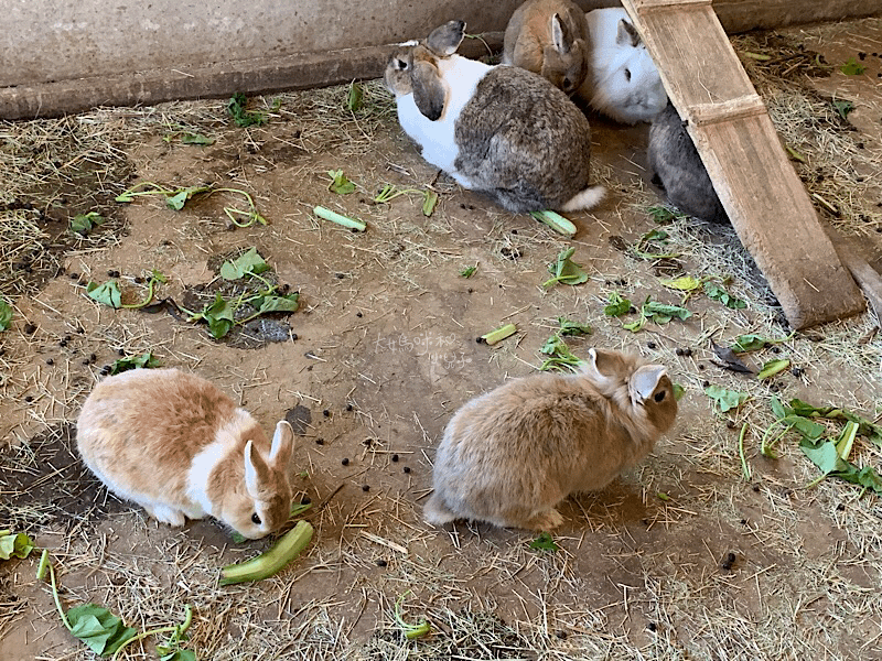 [帶小兒子去苗栗] 越餵越療癒的飛牛牧場