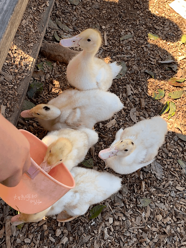 [帶小兒子去苗栗] 越餵越療癒的飛牛牧場