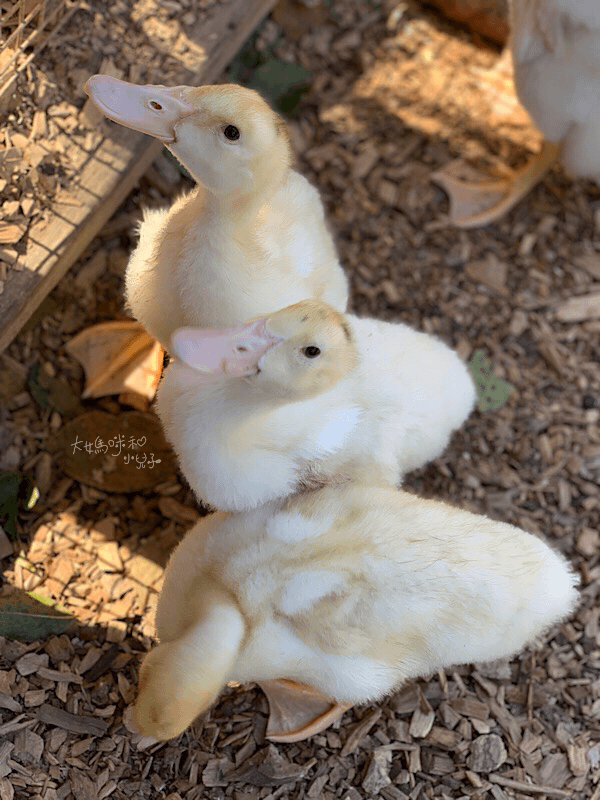 [帶小兒子去苗栗] 越餵越療癒的飛牛牧場