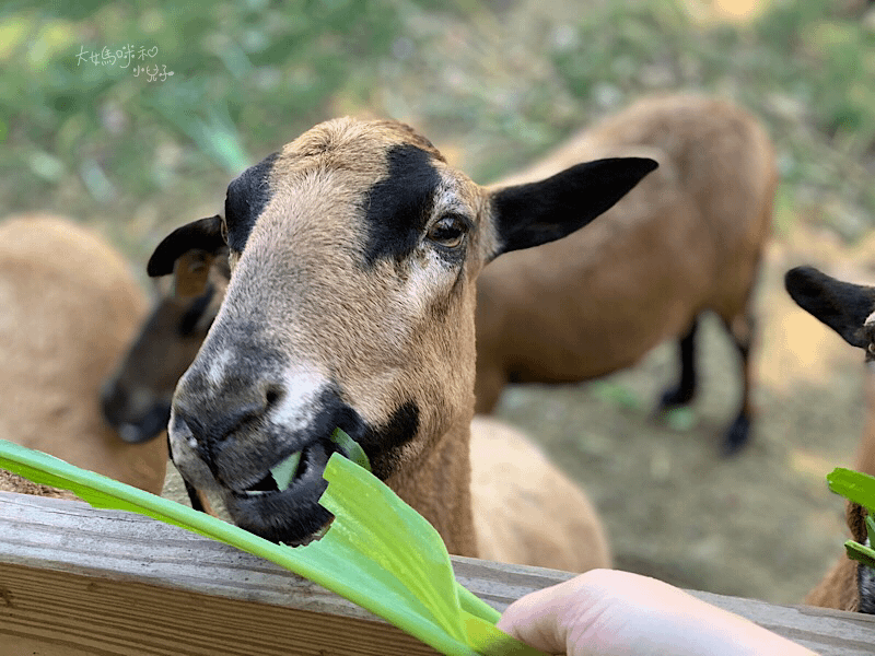 [帶小兒子去苗栗] 越餵越療癒的飛牛牧場