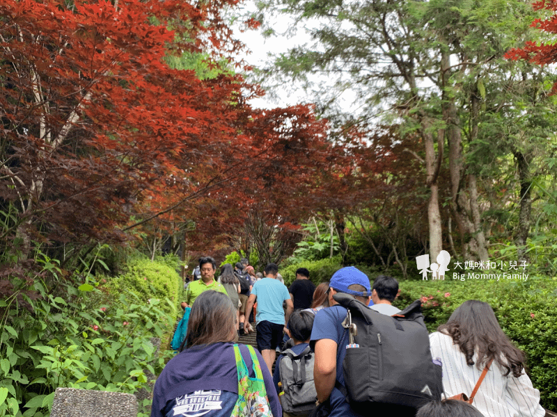 [帶小兒子去宜蘭] 太平山超優質鳩之澤煮蛋泡湯及太平山楓紅碰