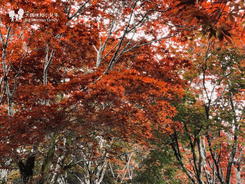 [帶小兒子去宜蘭] 太平山超優質鳩之澤煮蛋泡湯及太平山楓紅碰