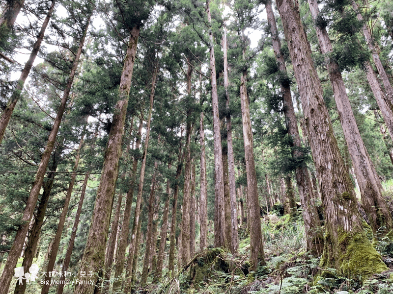 [帶小兒子去宜蘭] 太平山超優質鳩之澤煮蛋泡湯及太平山楓紅碰