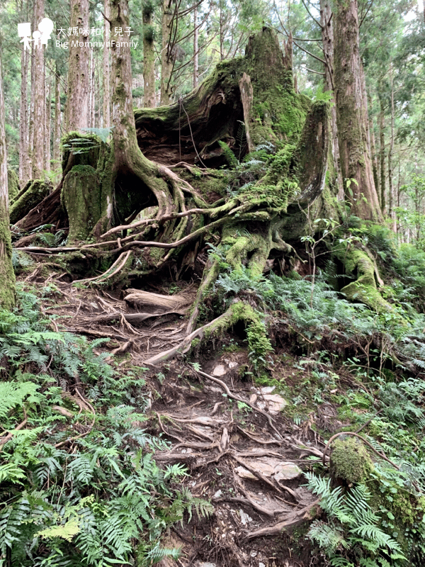 [帶小兒子去宜蘭] 太平山超優質鳩之澤煮蛋泡湯及太平山楓紅碰