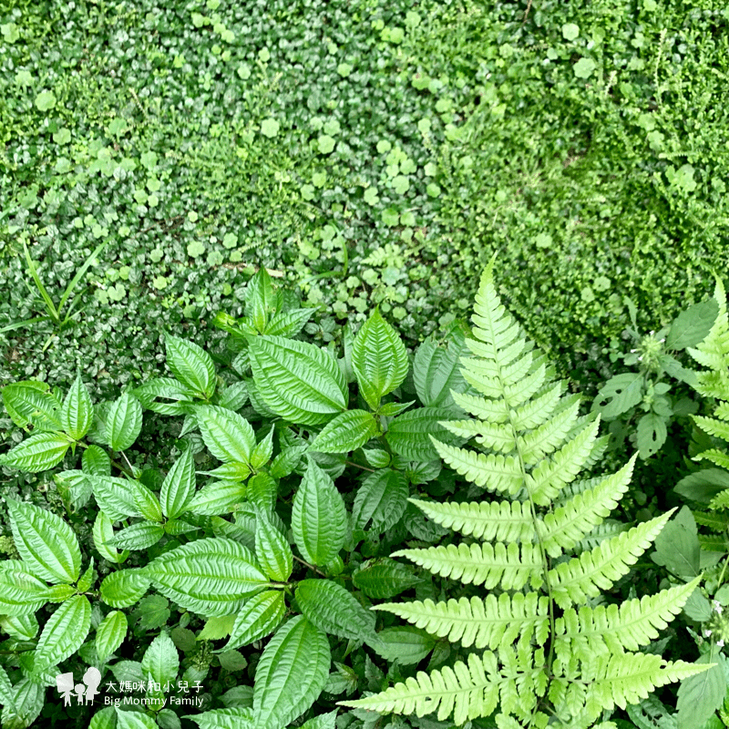 [帶小兒子去宜蘭] 太平山超優質鳩之澤煮蛋泡湯及太平山楓紅碰