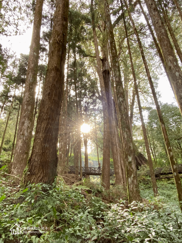 [帶小兒子去雲嘉] 原來阿里山日出是在天亮看並要注意高山症