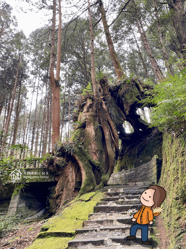 [帶小兒子去雲嘉] 原來阿里山日出是在天亮看並要注意高山症