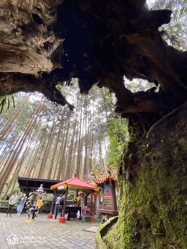 [帶小兒子去雲嘉] 原來阿里山日出是在天亮看並要注意高山症