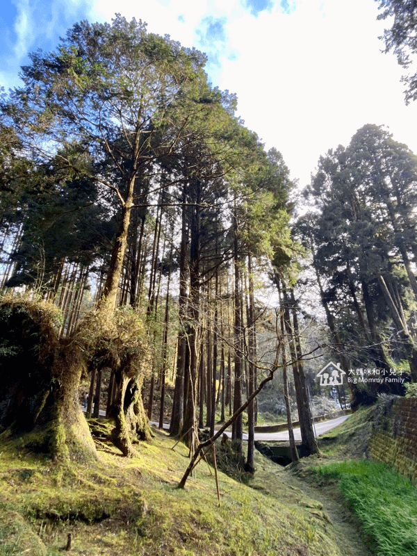 [帶小兒子去雲嘉] 原來阿里山日出是在天亮看並要注意高山症