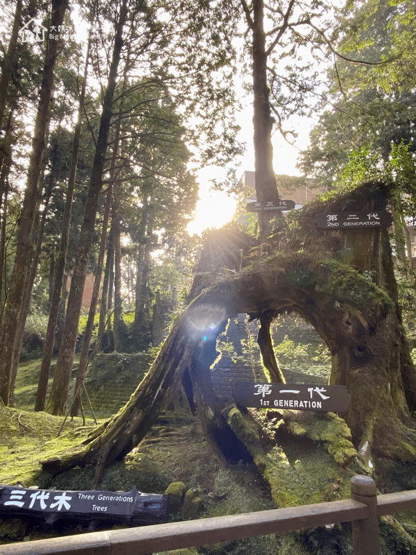 [帶小兒子去雲嘉] 原來阿里山日出是在天亮看並要注意高山症