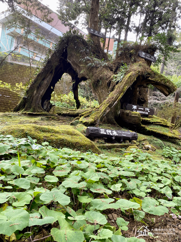 [帶小兒子去雲嘉] 原來阿里山日出是在天亮看並要注意高山症