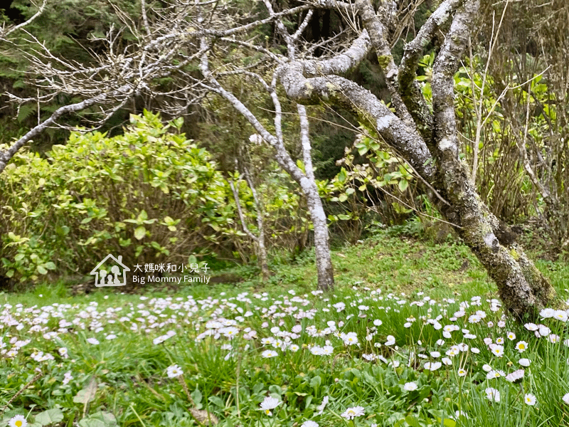 [帶小兒子去雲嘉] 原來阿里山日出是在天亮看並要注意高山症