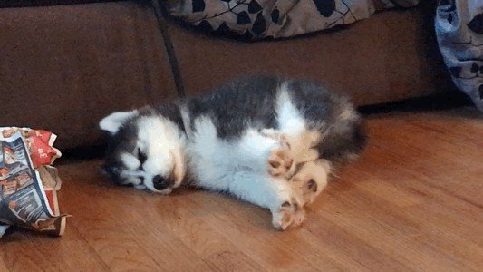 what-do-doggies-dream-of-when-they-take-a-little-doggy-snooze-23