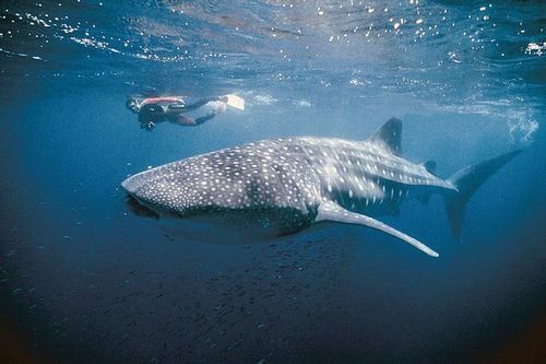Ningaloo Coast_Australia_01.jpg