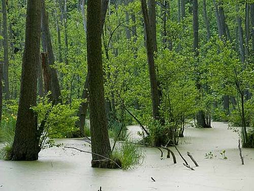 Ancient Beech Forests_Germany_01.jpg