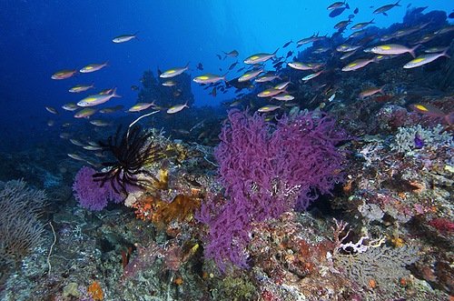 Tubbataha_Reefs_Philippines_01.jpg