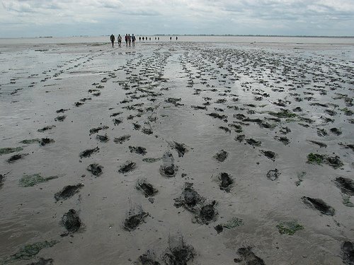 WaddenSea_Germany_Netherlands_06.jpg