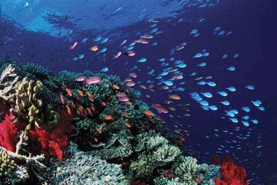 GreatBarrierReef_Australia_01.jpg