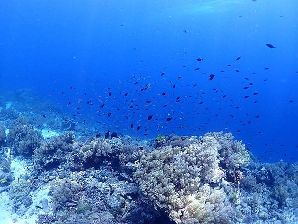 【菲律賓潛旅】2023 提著行李去薄荷島(潛Day1)