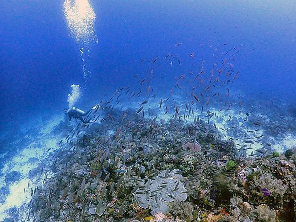 【菲律賓潛旅】2023 提著行李去薄荷島(潛Day2)