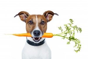 Dogs-Health-and-Nutrition-300x200