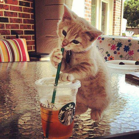 a_baa-Cat-drink-with-straw