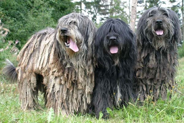 Bergamasco-pictures