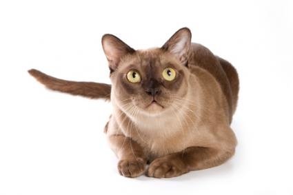 141390-425x283-Adult-Burmese-cat