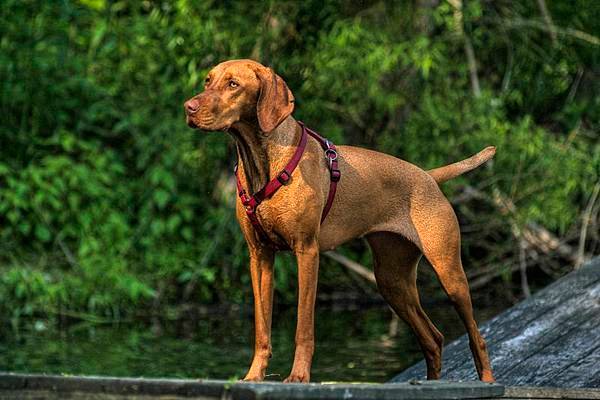 Vizsla_standing_Rosie_harness