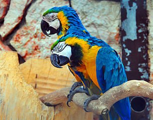 Schläfrige_Gelbbrustaras_(sleepy_Blue-and-yellow_Macaws)_Weltvogelpark_Walsrode_2010