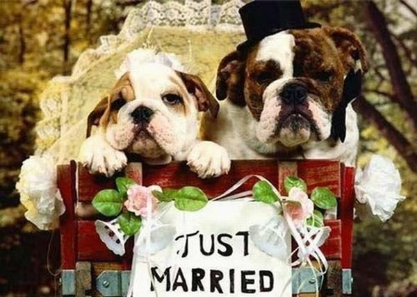 Dog-Wedding